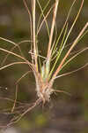 Ware's hairsedge